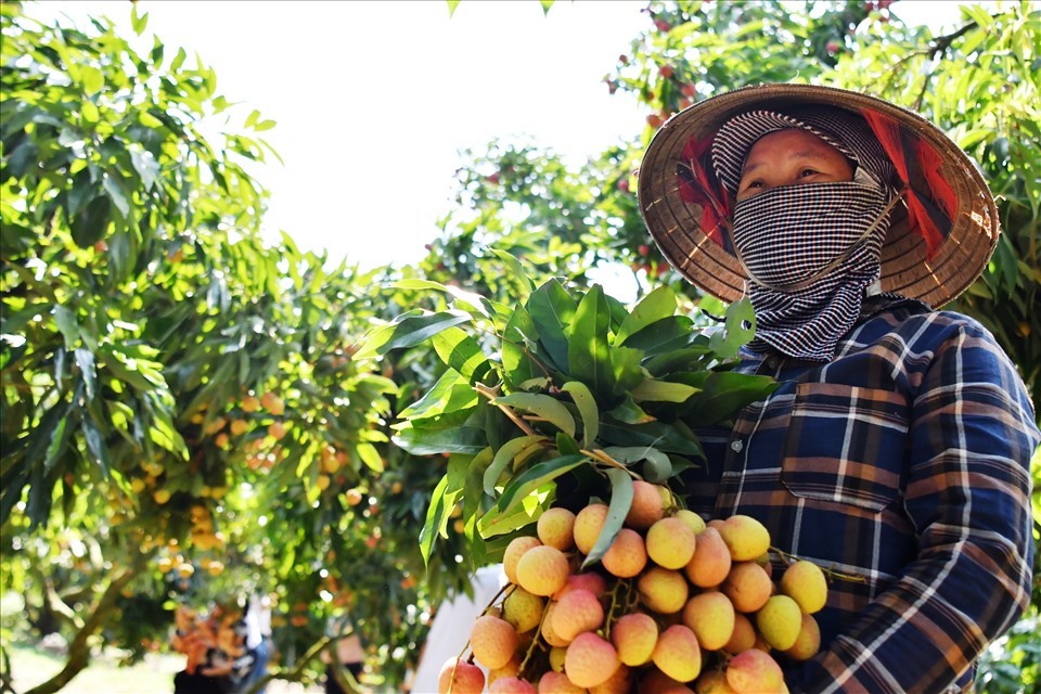 Dù có đường bay thẳng tới Mỹ, vải thiều Việt vẫn khó cạnh tranh với Trung Quốc