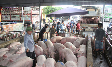 Dự báo giá lợn hơi vẫn sẽ tăng trong thời gian tới
