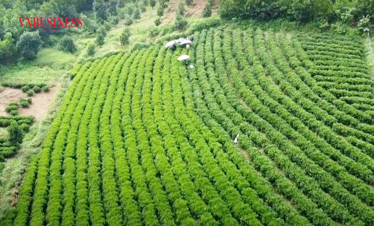 Vì sao Đồng Hỷ trở thành 'đầu tàu' trong phát triển OCOP ở Thái Nguyên?