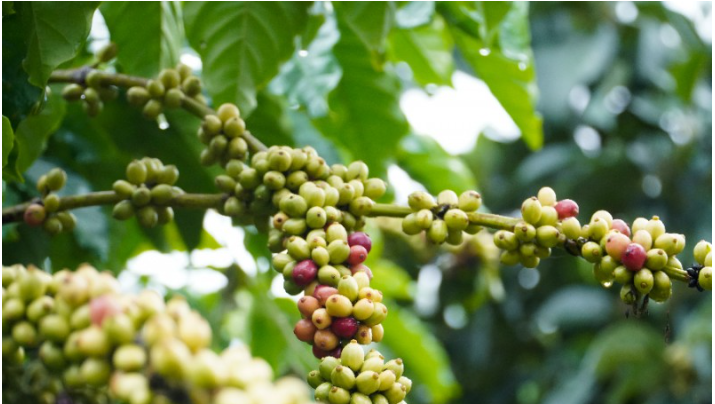 Giá cà phê gần chạm mốc 62.000 đồng/kg