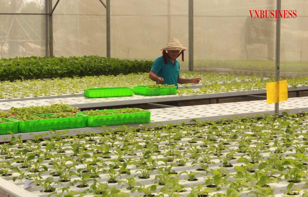 Liên kết nâng tầm giá trị rau sạch giúp nông dân Củ Chi có đời sống ấm no