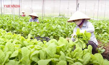 Nông dân Hưng Yên làm giàu với nông nghiệp công nghệ cao