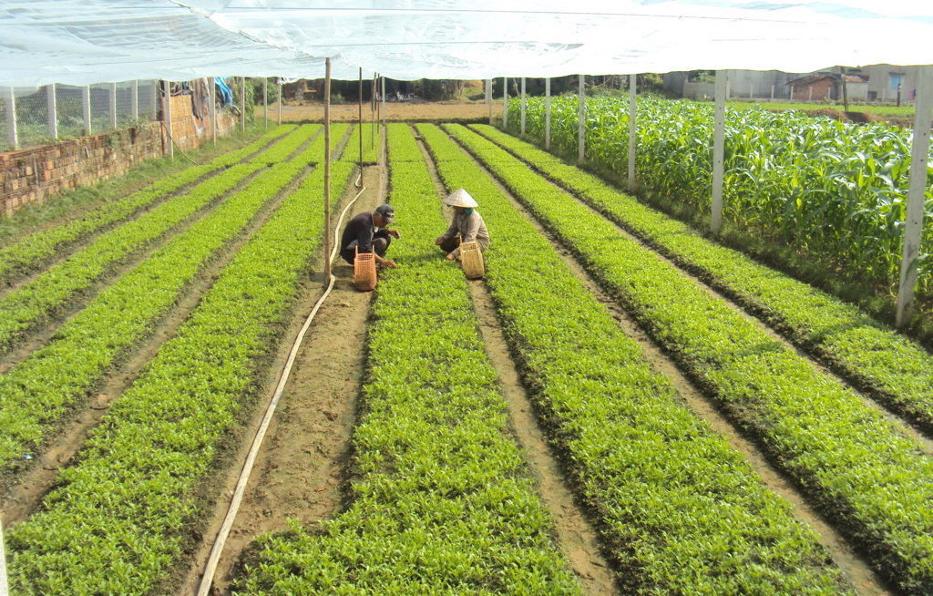 ‘Bà đỡ’ giúp nông dân làng rau Thuận Nghĩa có sinh kế bền vững