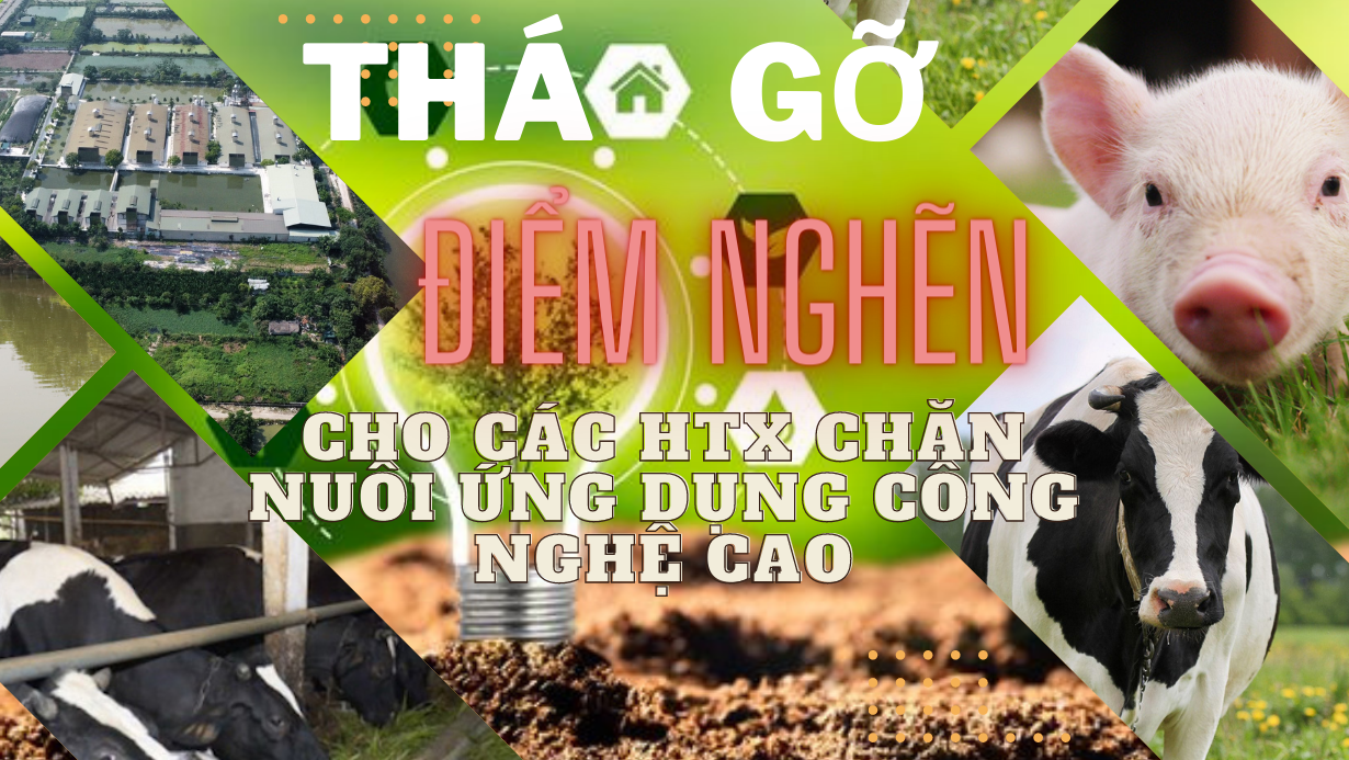 Tháo gỡ ‘điểm nghẽn’ cho các HTX chăn nuôi ứng dụng công nghệ cao