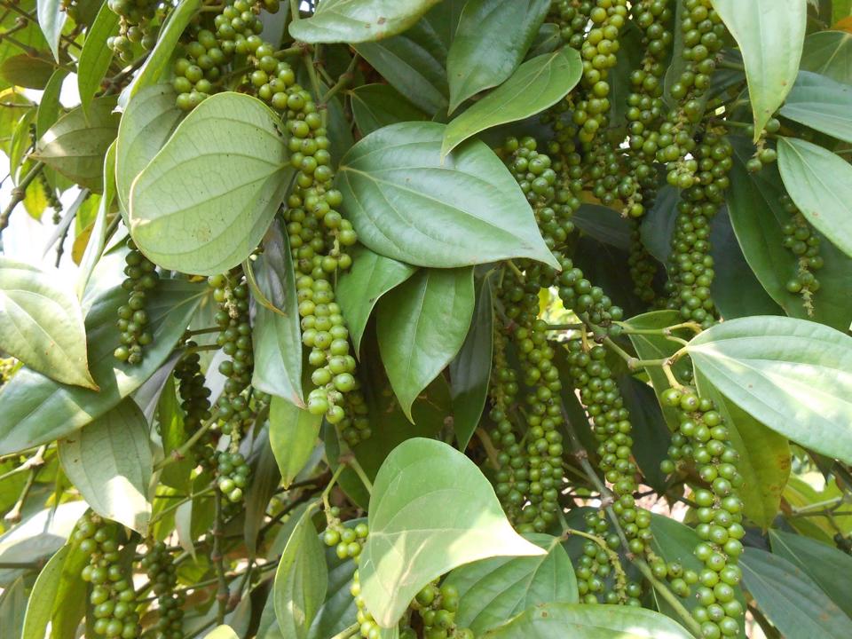 Giá tiêu giữ mức 72.000 đồng/kg