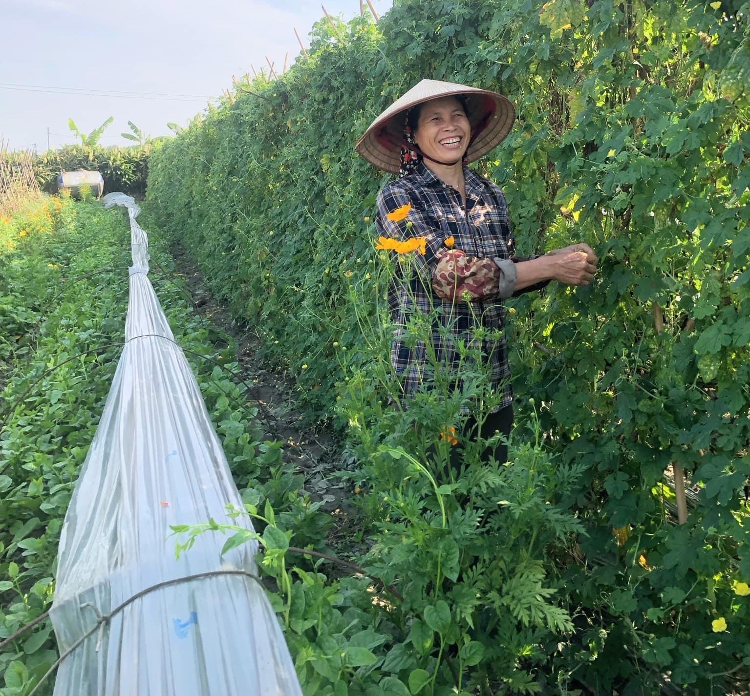 Giữ nhịp sản xuất cho HTX