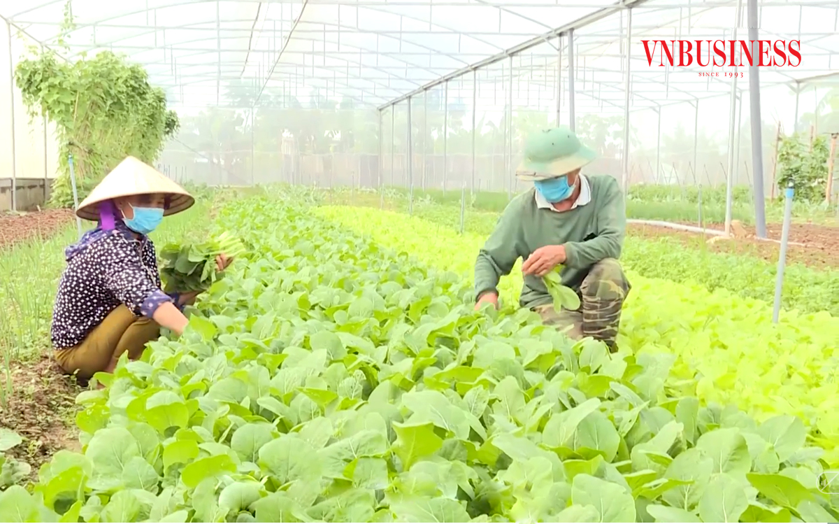 Tham gia chuỗi liên kết của HTX, thu nhập của nông dân xứ Thanh tăng hàng chục lần
