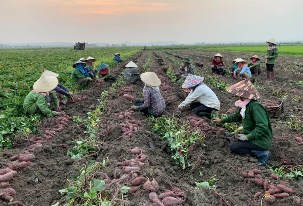 Đẩy mạnh hợp tác, nông thôn Phú Thiện thêm trù phú và nhiều tỷ phú nông dân