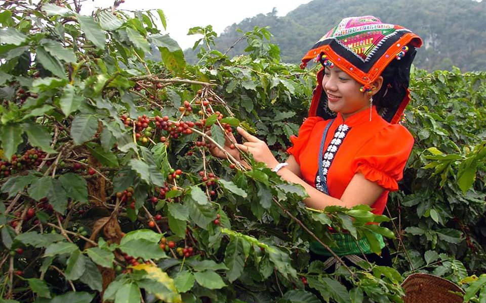 Cây cà phê và tiến trình xây dựng nông thôn mới nâng cao ở Hua La