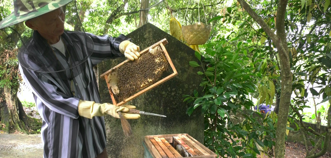 Khéo tay nuôi ong, nông dân Hòa Bình thu ‘mật ngọt’