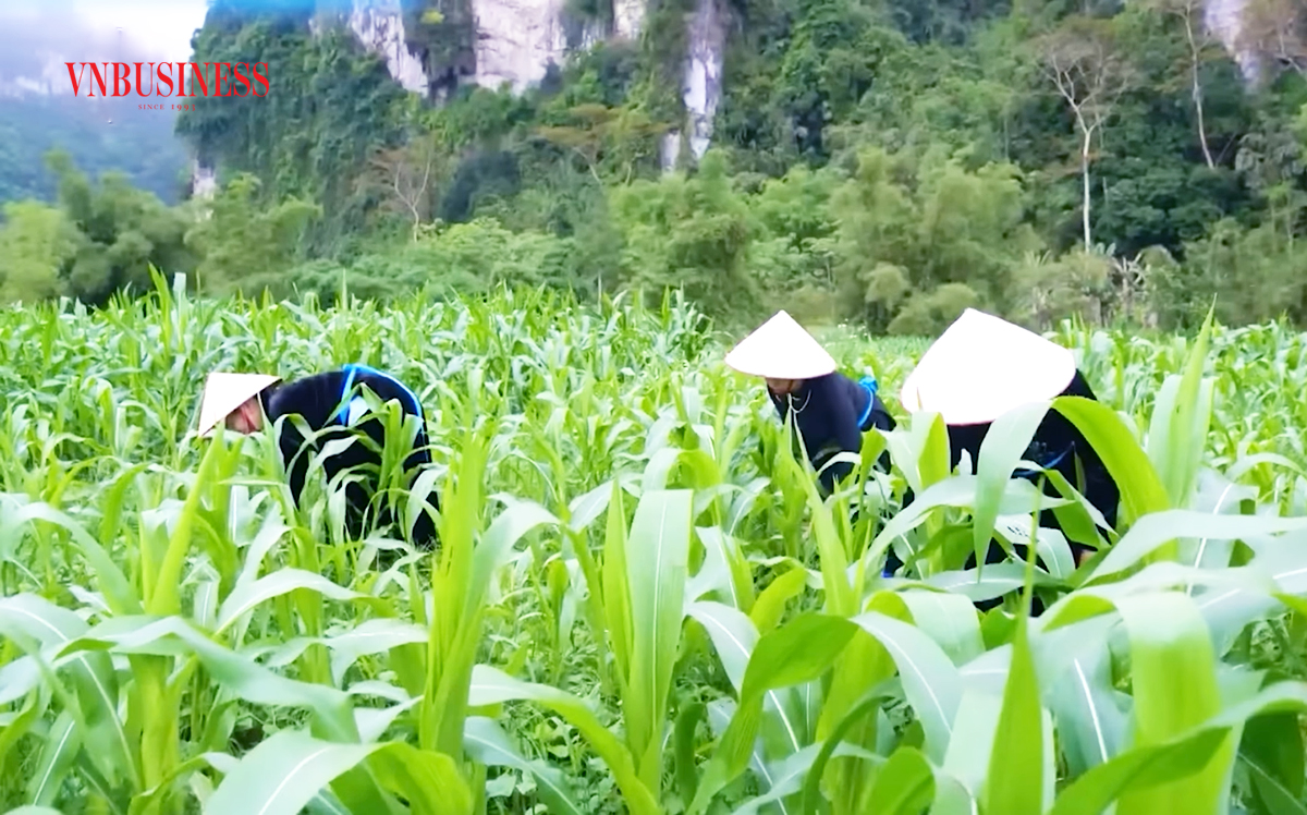 Nông dân Tuyên Quang làm giàu với cây trồng mới