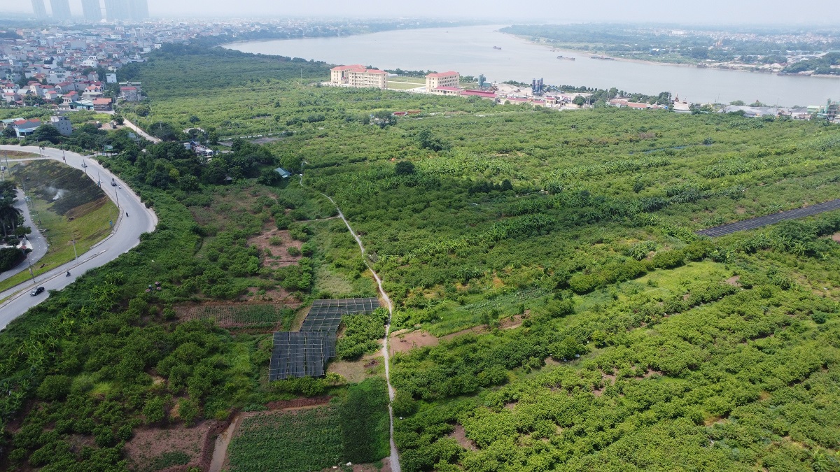 Quả ổi Đông Dư và câu chuyện về một HTX hơn nửa thế kỷ phụng sự người nông dân