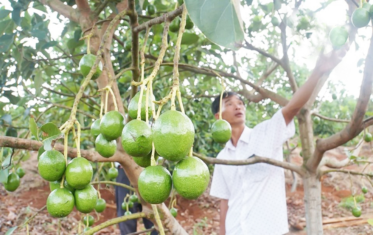Ấn tượng nông nghiệp công nghệ cao ở Đắk Mil