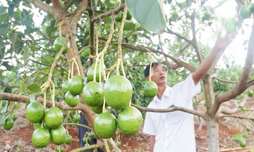 Ấn tượng nông nghiệp công nghệ cao ở Đắk Mil
