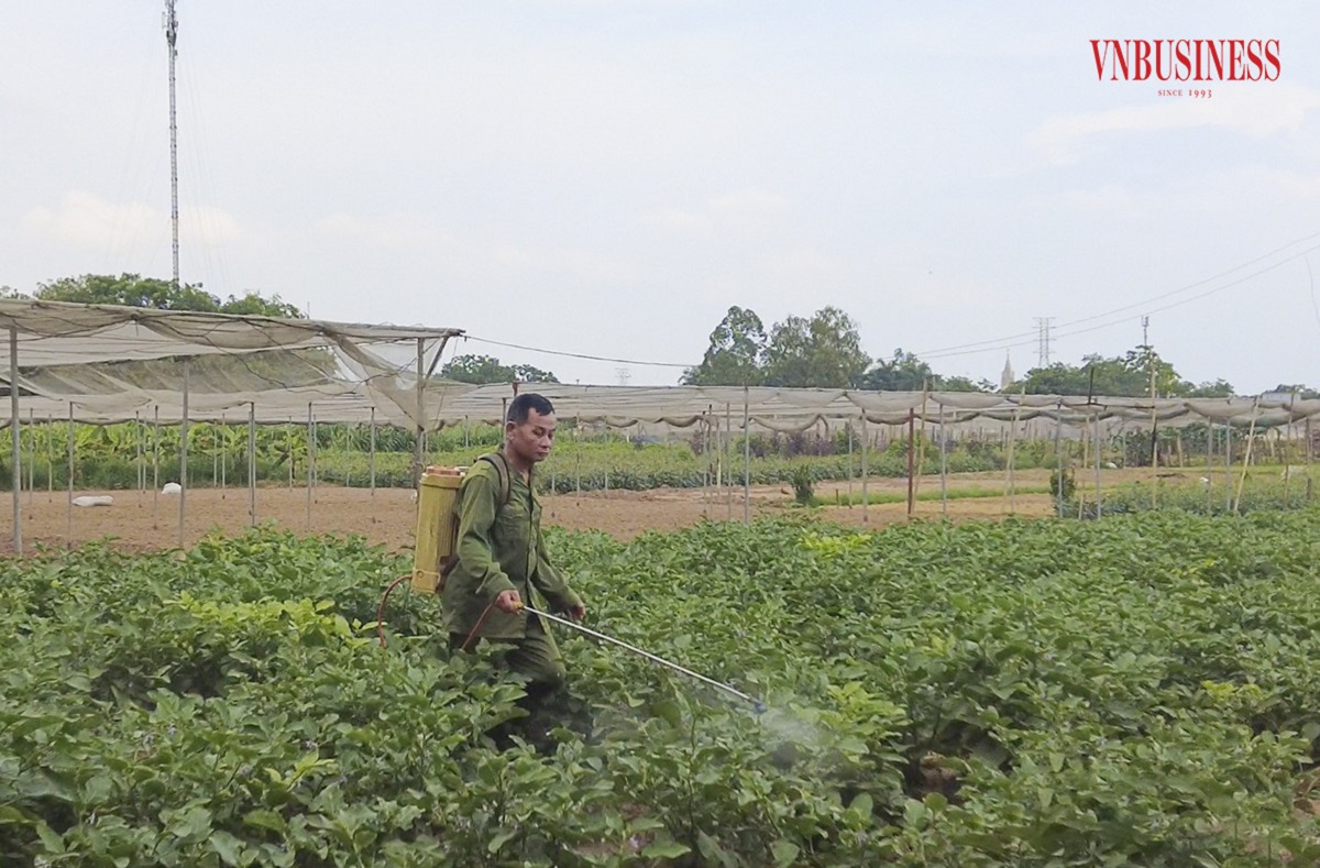 Tổ hợp tác nông nghiệp nỗ lực vươn lên phát triển vùng rau an toàn
