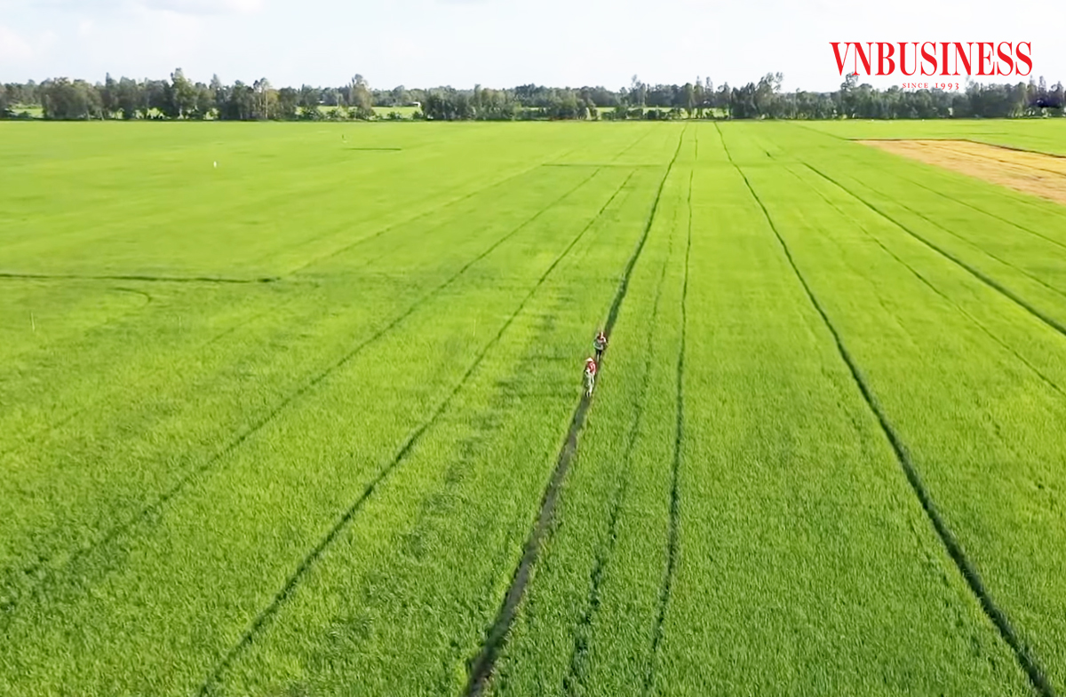 Vị Thủy phát triển nông sản chủ lực, làm giàu cho nông dân