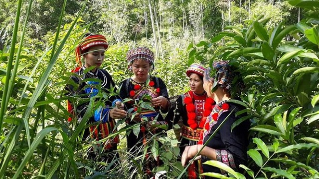 Niềm vui của đồng bào người Dao vùng cao Bắc Kạn
