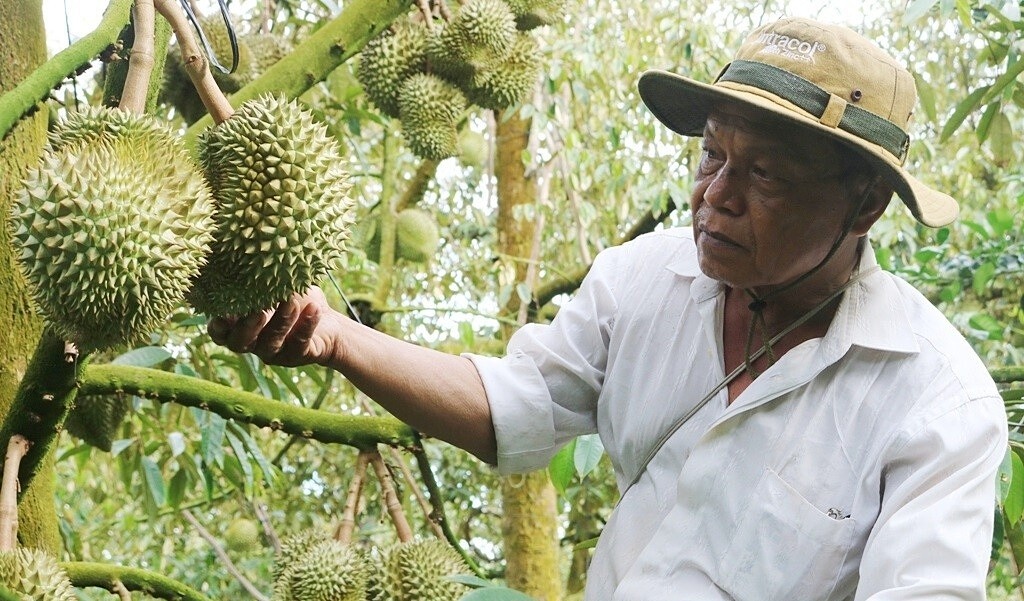 Đòn bẩy giảm nghèo từ liên kết làm kinh tế