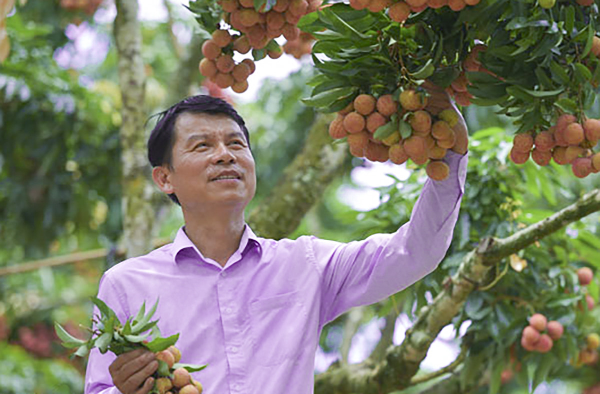 Quyết làm liều một phen, 'lão nông' thu tiền tỷ từ quả vải thiều