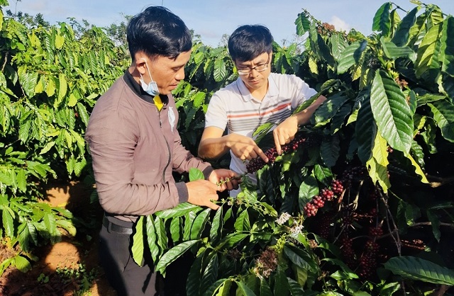 Đồng bào Công giáo ở Đắk Lắk xây dựng vùng chuyên canh sản xuất sạch