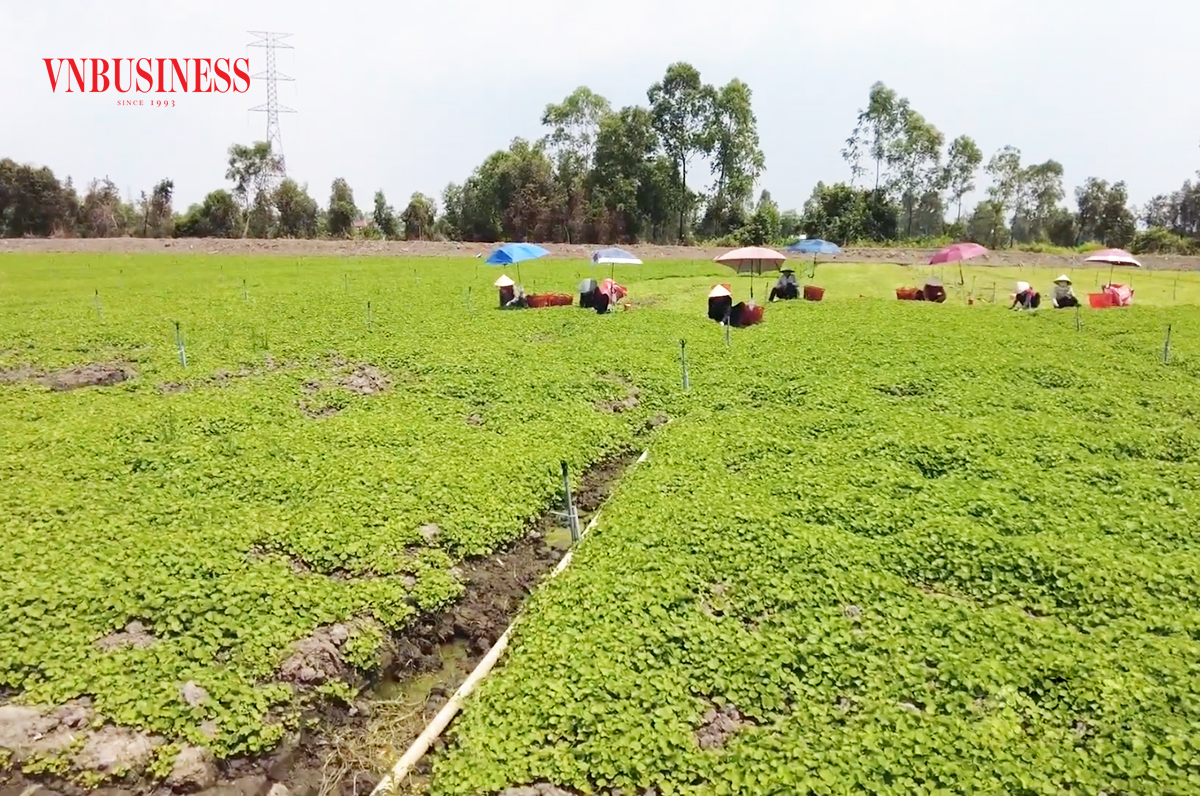 Rau, hoa hữu cơ 'phủ sóng' đất phèn, nông dân thu bạc triệu