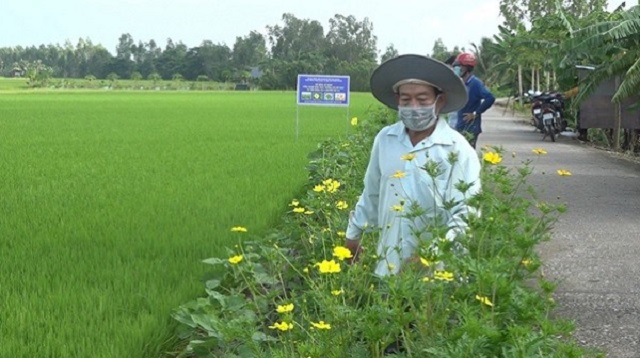 Xây dựng nông thôn mới nâng cao từ mô hình 'ruộng lúa, bờ hoa'