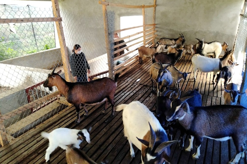 Nhân rộng mô chăn nuôi dê sinh sản Tuyên Quang định hình cách làm mới