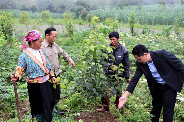Hỗ trợ cây, con giống - trao 'cần câu' để giảm nghèo bền vững