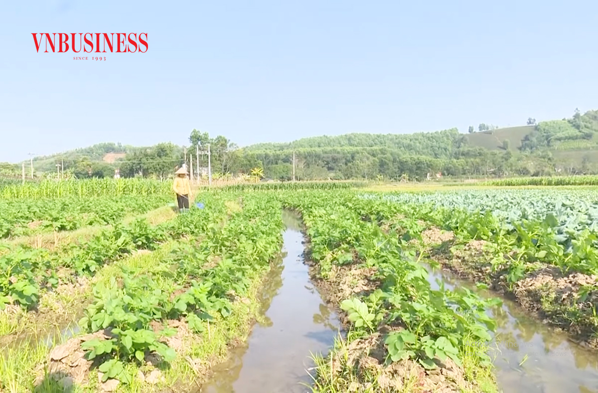 Nông nghiệp Thanh Sơn khoác áo mới nhờ đổi mới sản xuất