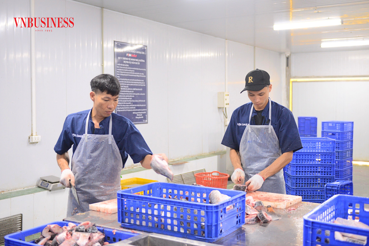 Làm 'sông trong ao' cho cá 'tập thể dục
