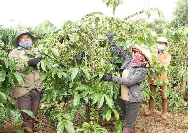 Tín hữu Tin Lành góp phần ổn định kinh tế vùng dân tộc thiểu số ở Gia Lai