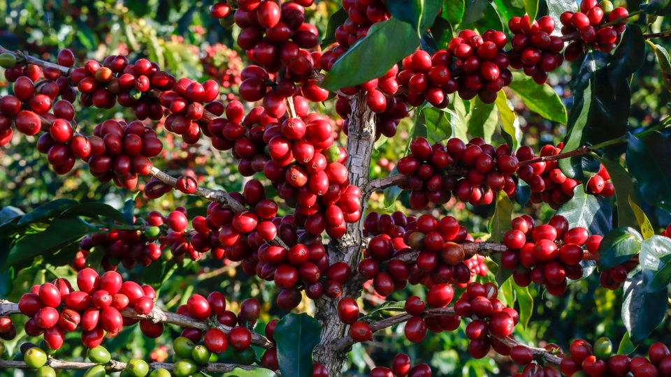 Giá cà phê tăng 300 đồng/kg sau 4 ngày giảm liên tiếp