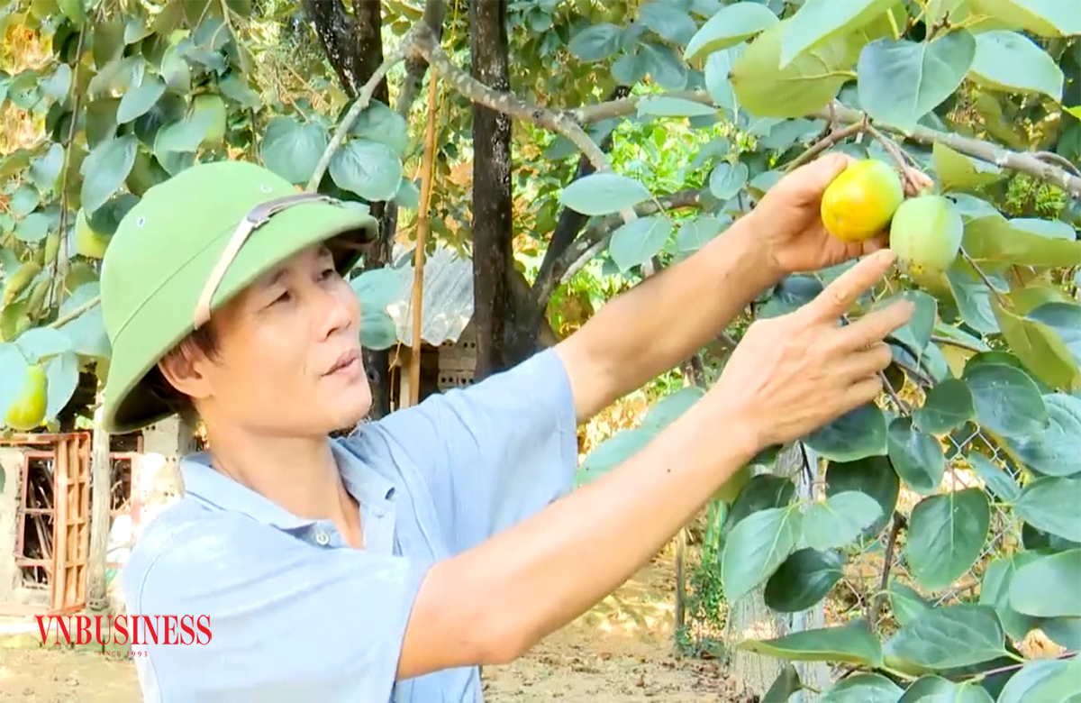 Nâng cao hiệu quả sản xuất, giảm nghèo ở Phù Ninh