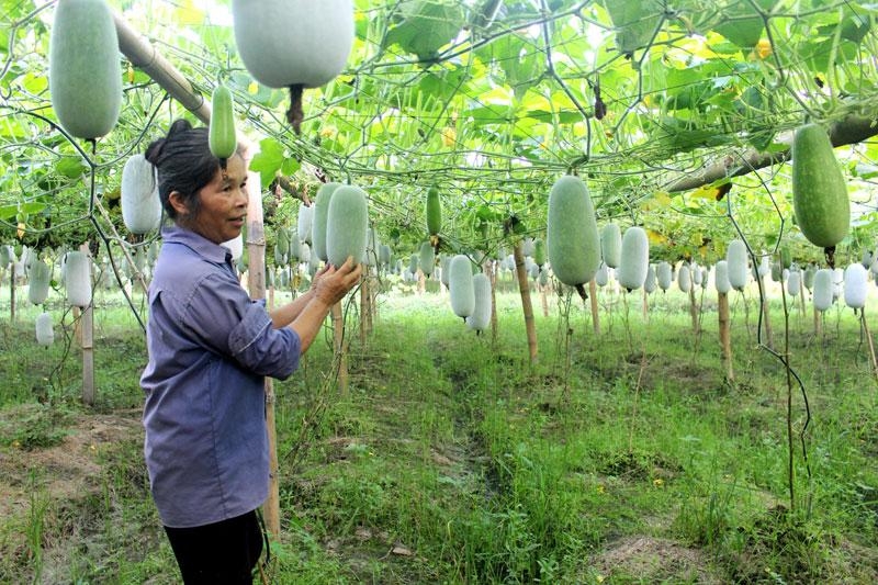 'Lên đời' HTX kiểu mới từ tổ hợp tác