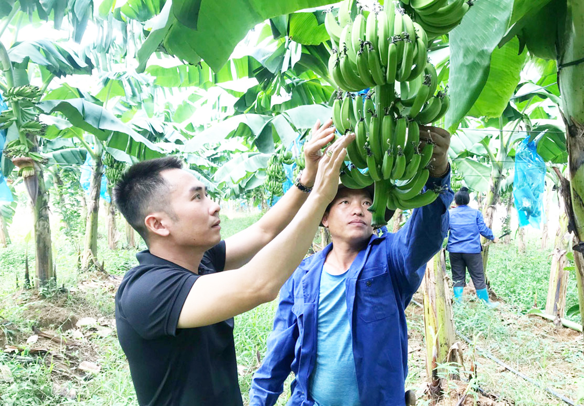 Nông dân hái trái ngọt từ cây ăn quả VietGAP