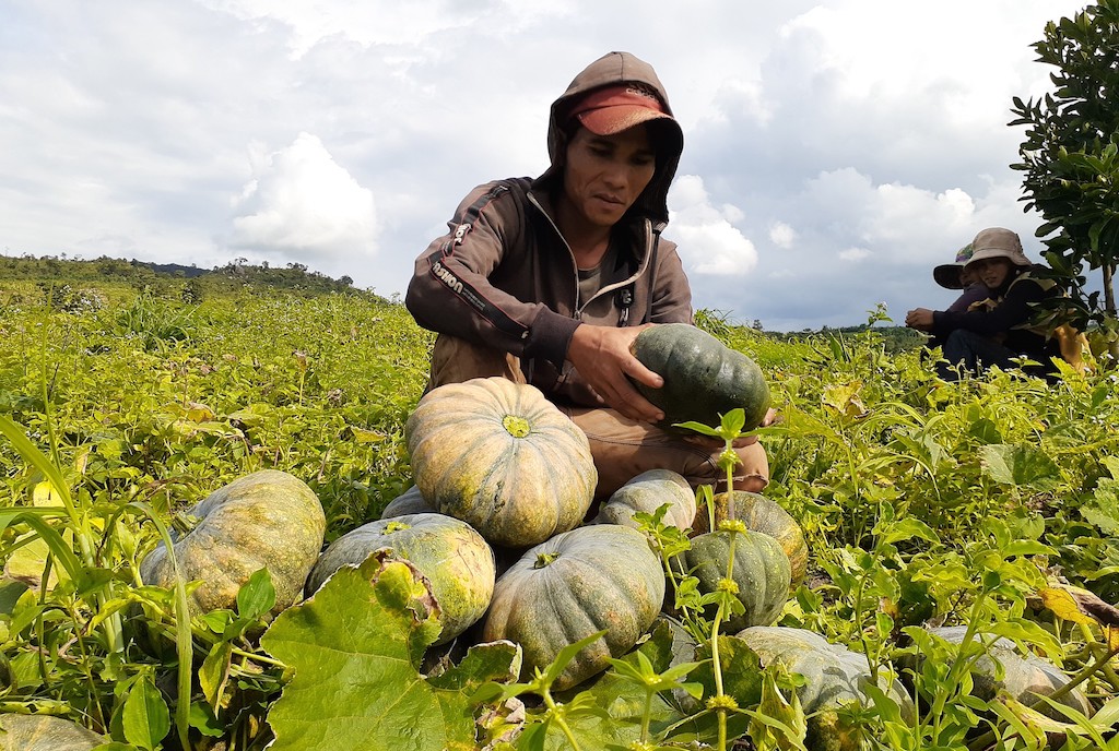 Người dân Cầu Ngang vươn lên thoát nghèo từ những mô hình kinh tế hợp tác hiệu quả