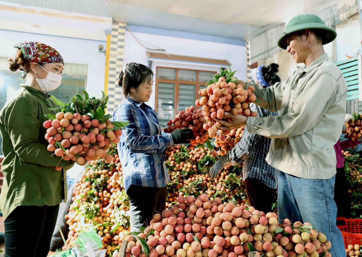 Vải thiều Việt Nam ngày càng khó cạnh tranh ở Úc