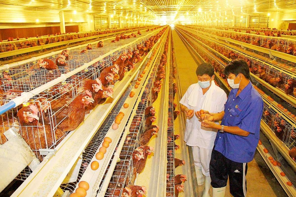 Giá lợn, gà bấp bênh vì 'hẹp cửa' xuất ngoại