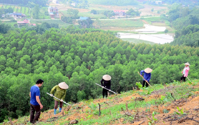 Tăng thu nhập cho thành viên HTX từ phát triển kinh tế rừng