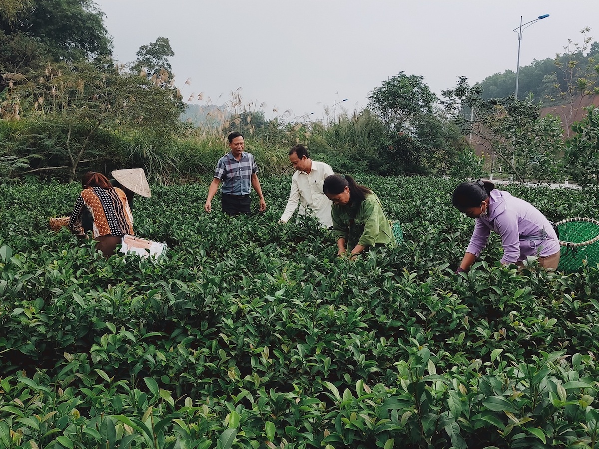 Trồng chè Bát Tiên, nông dân Bảo Hưng đổi đời