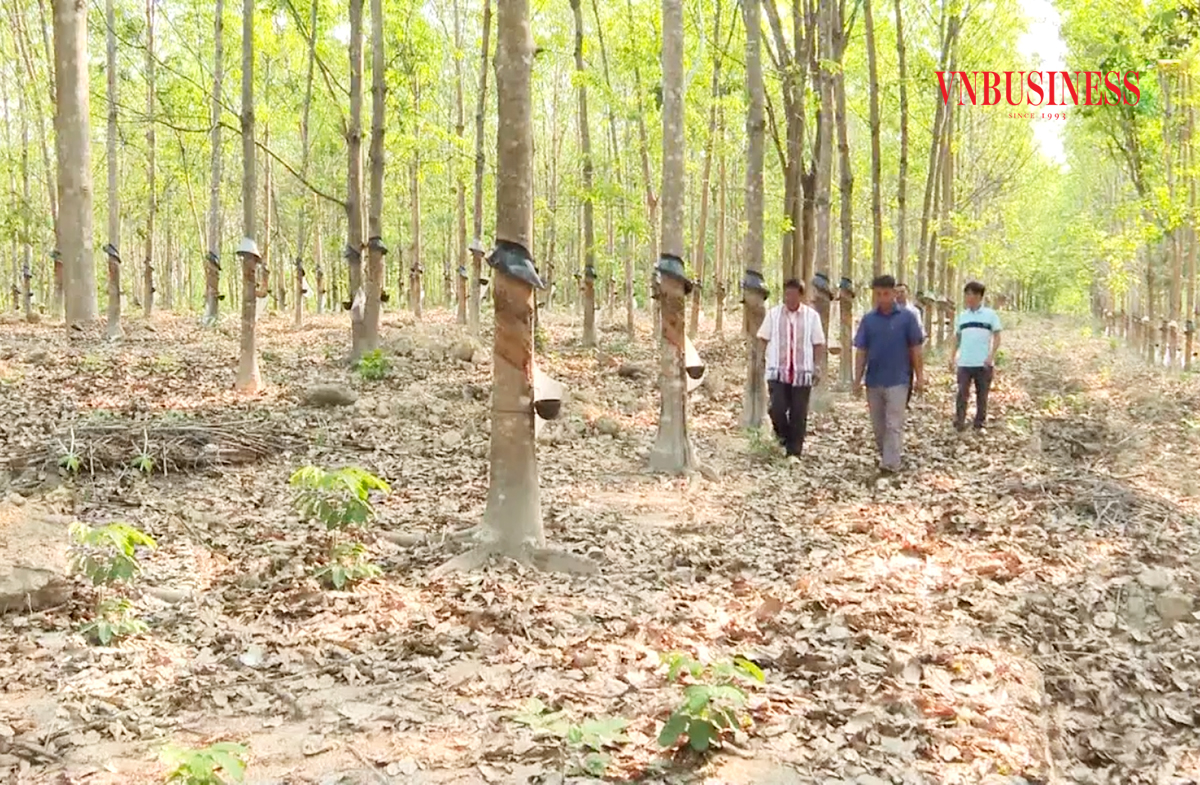 Nông dân Sa Thầy vượt khó làm giàu với những cách làm mới