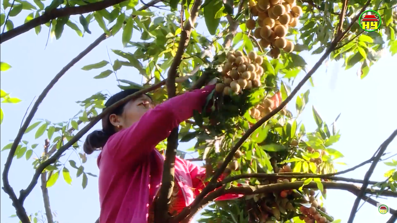 Nông sản đi khắp Á - Âu, làm giàu cho nông dân Hưng Yên