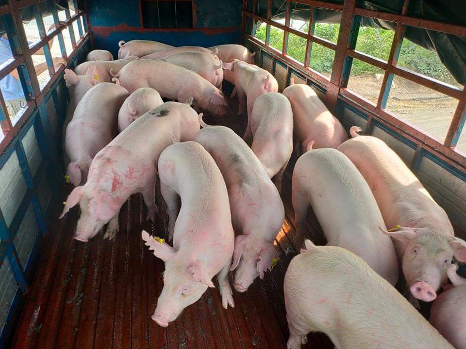 Giá lợn hơi giảm trên cả 3 miền, cao nhất đạt 63.000 đồng/kg