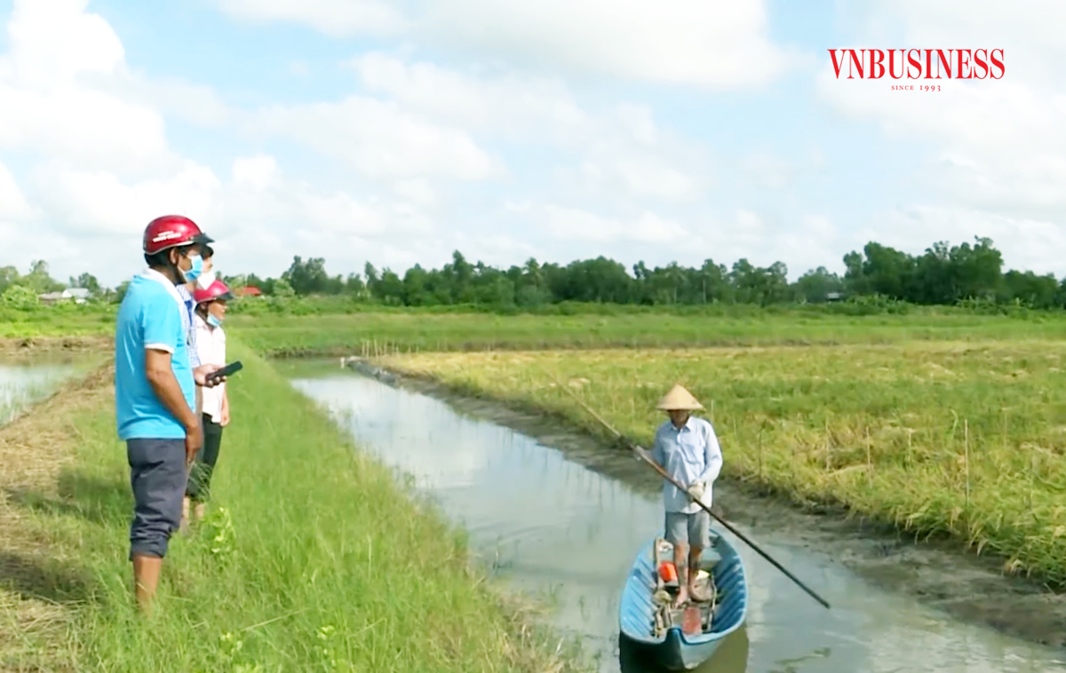 Liên kết nuôi tôm - trồng lúa, nông dân ‘sống khỏe’