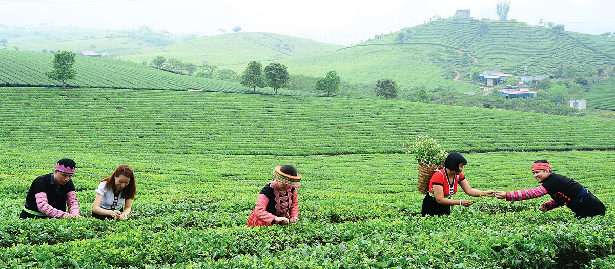 Cây chè Phổng Lái giúp người dân Thuận Châu giảm nghèo