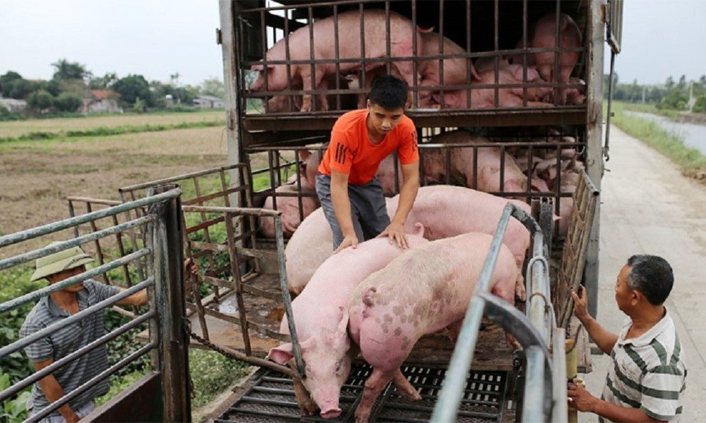 Giá lợn hơi tiếp đà giảm đến 2.000 đồng/kg