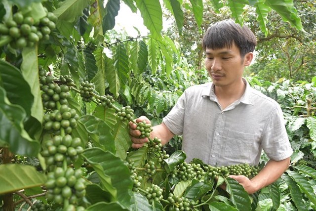 Nâng cao vai trò của HTX trong liên kết bao tiêu sản phẩm ở Đắk Nông