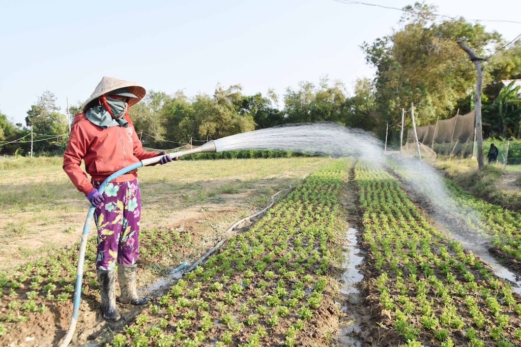 Người dân Duyên Hải thoát nghèo bền vững nhờ liên kết chặt chẽ trong sản xuất