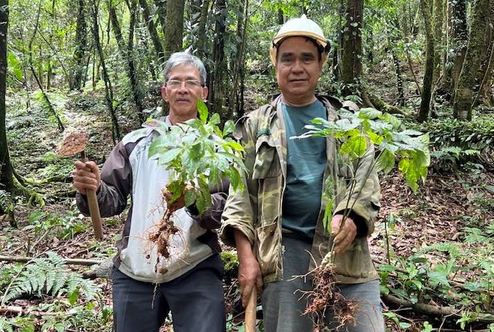 Nông dân miền núi Nam Trà My thoát nghèo từ loại cây ‘quốc bảo’