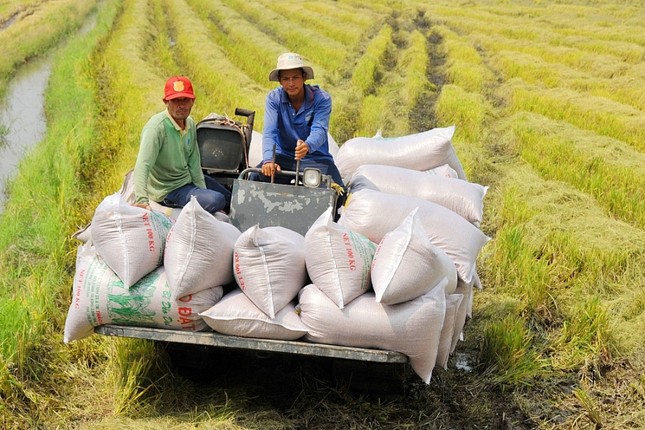 Bộ Công Thương đề nghị doanh nghiệp không mua gom gạo ồ ạt, gây bất ổn thị trường